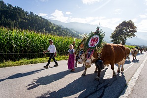 Almabtrieb im Zillertal 2