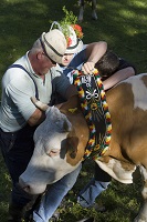 Almabtrieb im Zillertal